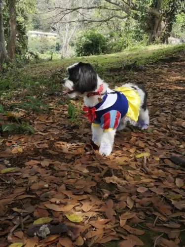 bella durmiente traje prendas costa rica dukash