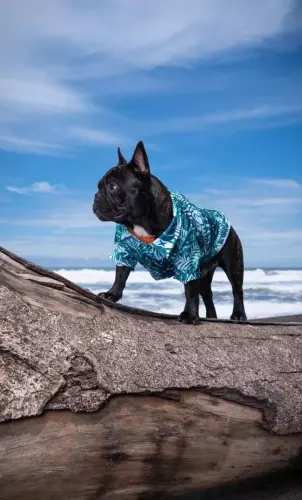 camisa de playa bulldog frances prendas costa rica dukash