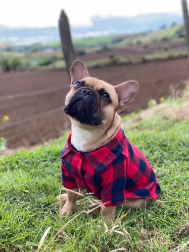 camisa lenador perro prendas costa rica dukash