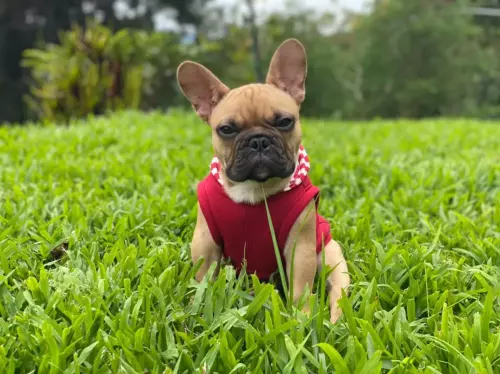 chaleco rojo bulldog frances prendas costa rica dukash