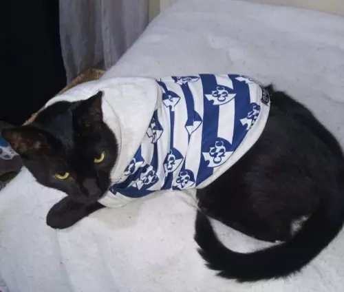 gato camisa cartago prendas costa rica dukash